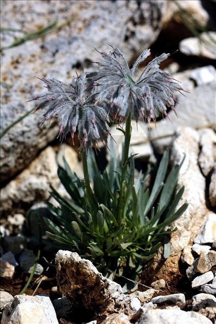 В Турции обнаружили новый вид растений