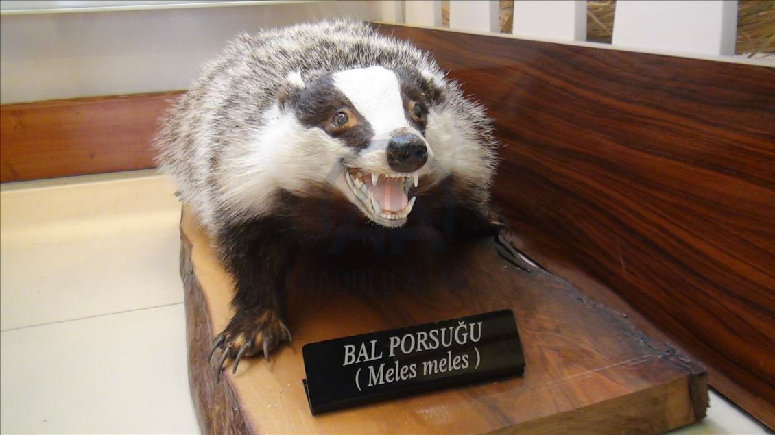 مركز للتحنيط في تركيا.. "متحف" الحياة البرية
