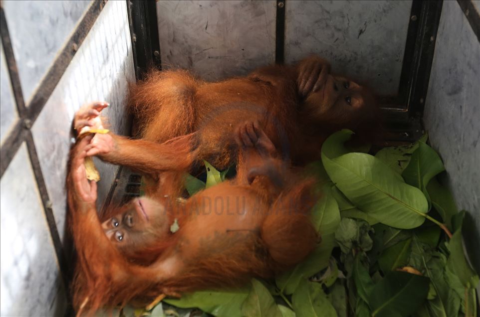 Dua bayi Orangutan diselamatkan dari perdagangan satwa liar