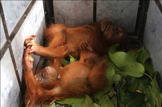 Petugas amankan dua bayi Orangutan dari perdagangan satwa liar