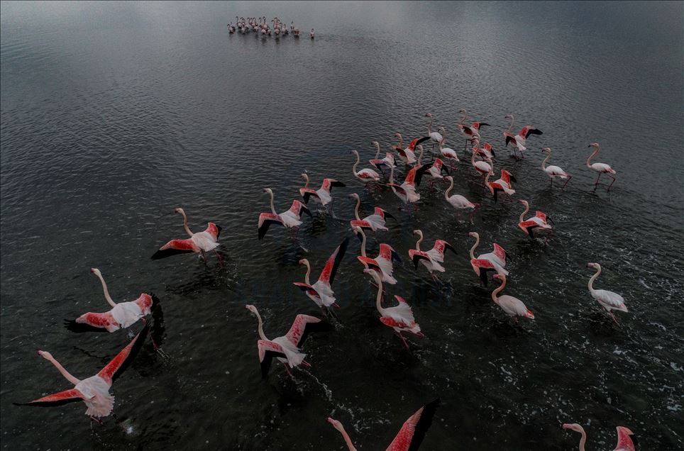 «Птичий рай» на северо-западе Турции 