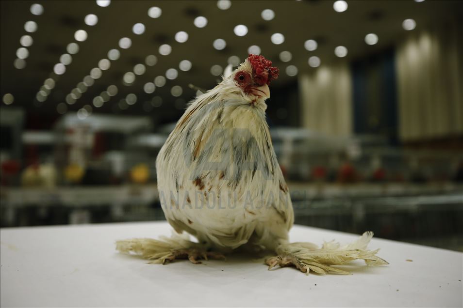 Minyatür tavuk "İspenç" yerli ırk olarak tescillenmeyi bekliyor