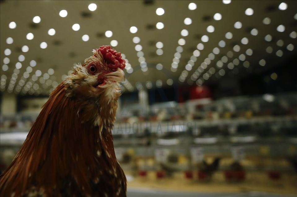 Minyatür tavuk "İspenç" yerli ırk olarak tescillenmeyi bekliyor