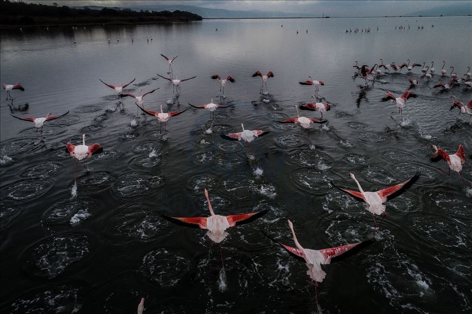 Flamingos colorize Turkey's Hersek Lagoon landscape 