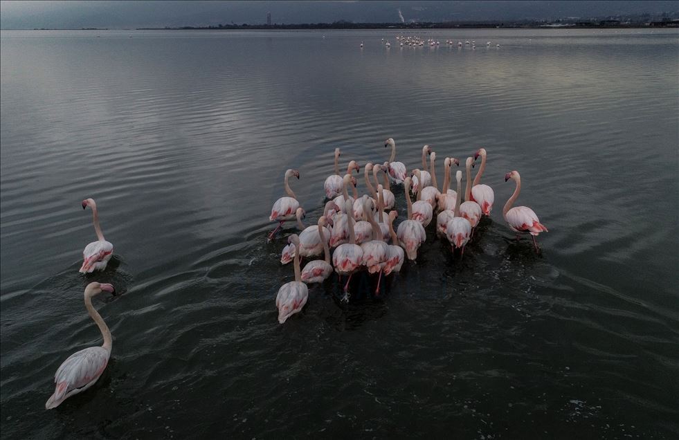 Flamingos colorize Turkey's Hersek Lagoon landscape 