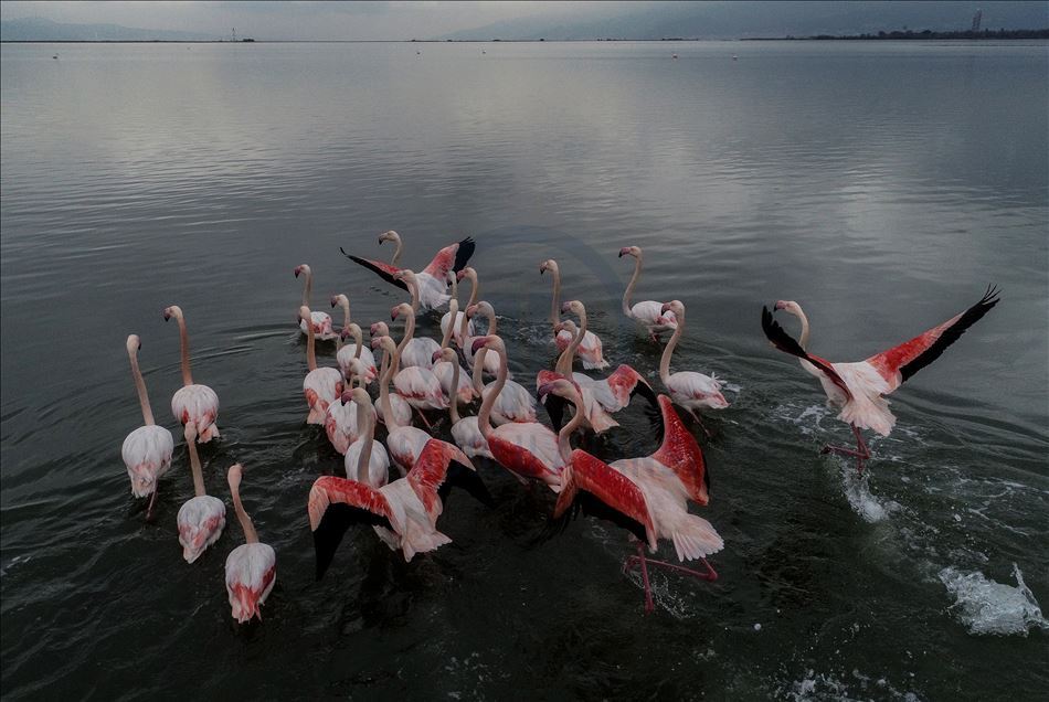 Flamingos colorize Turkey's Hersek Lagoon landscape 