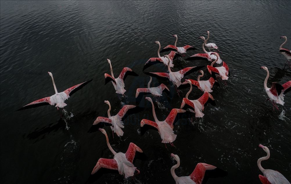 Flamingos colorize Turkey's Hersek Lagoon landscape 