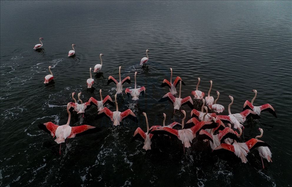 Flamingos colorize Turkey's Hersek Lagoon landscape 