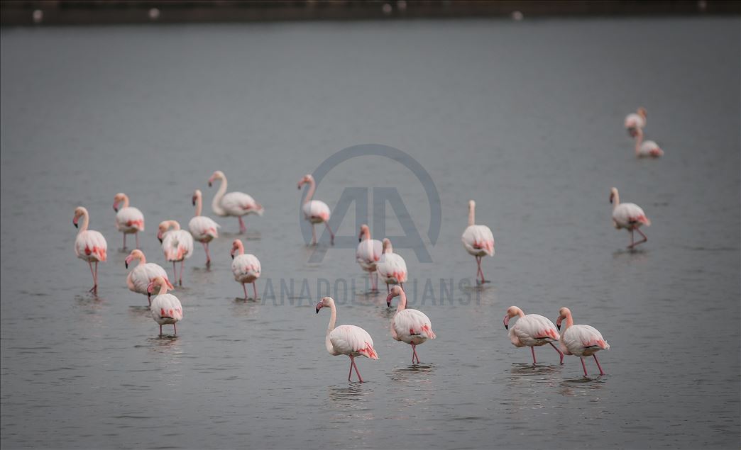 Flamingos colorize Turkey's Hersek Lagoon landscape 