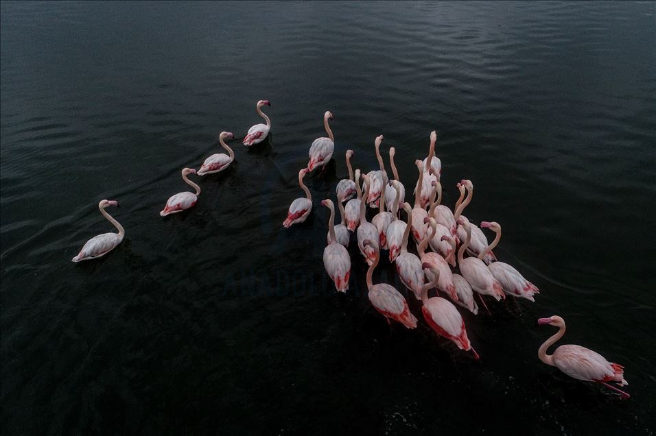 Flamingos colorize Turkey's Hersek Lagoon landscape 