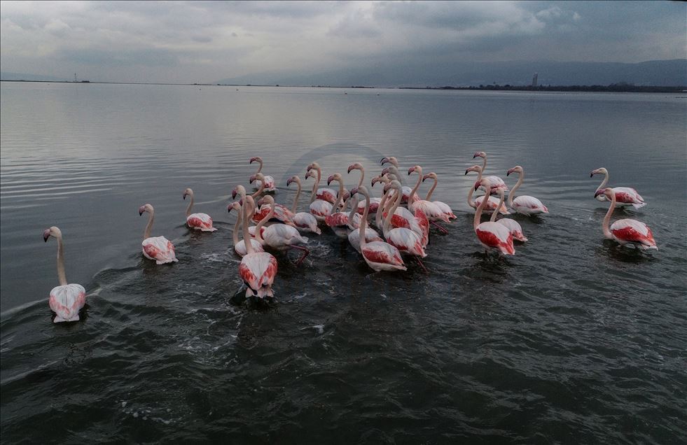 Flamingos colorize Turkey's Hersek Lagoon landscape 