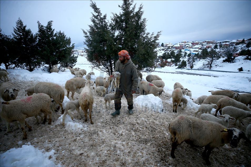 Pastoreo de ovejas en temporada de invierno en Turquía