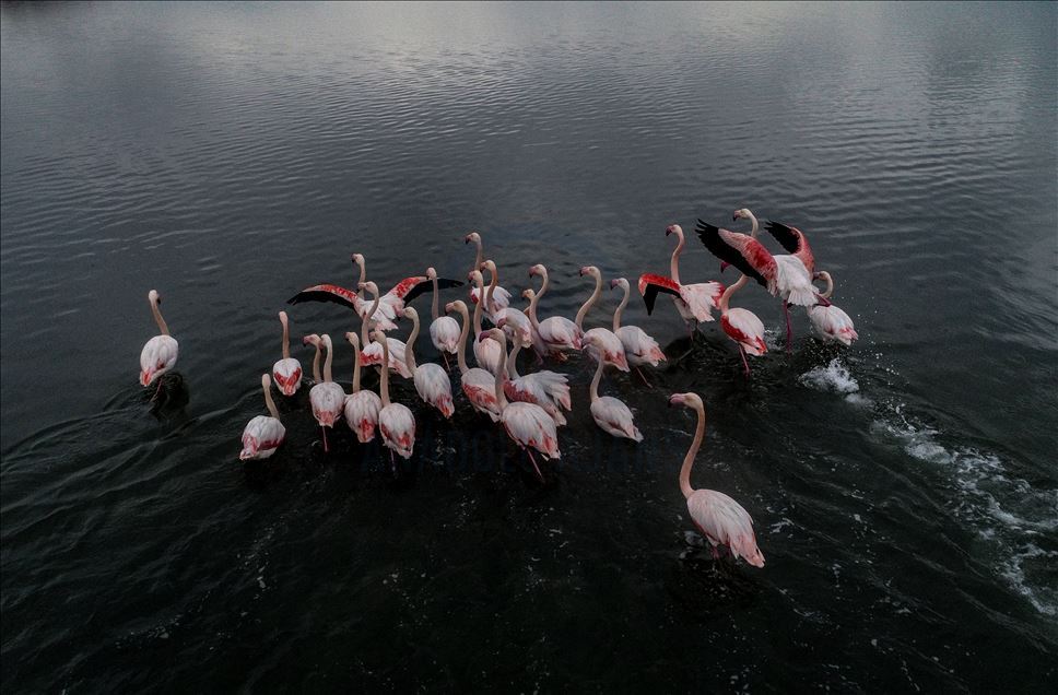 Flamingos colorize Turkey's Hersek Lagoon landscape 