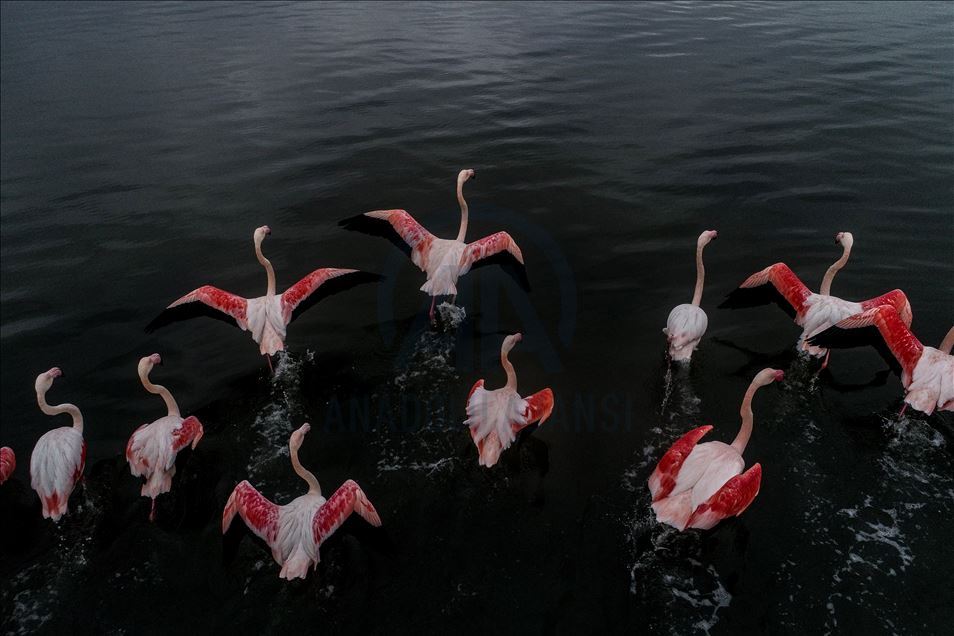 Flamingos colorize Turkey's Hersek Lagoon landscape 