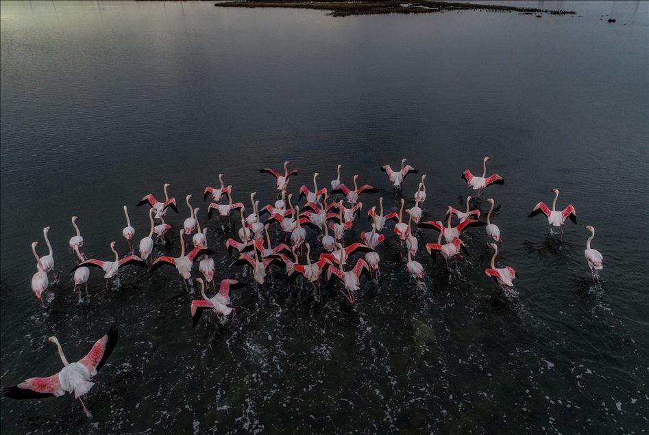 Flamingos colorize Turkey's Hersek Lagoon landscape 