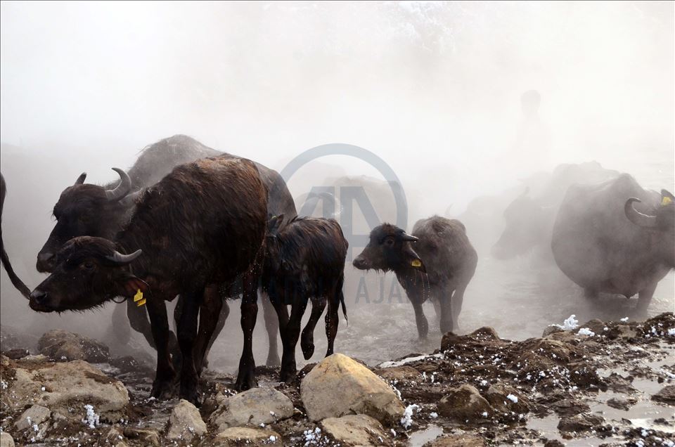 Li Bidlîsê gundî gamêşên xwe di germavê da dişon