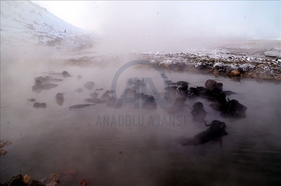 Li Bidlîsê gundî gamêşên xwe di germavê da dişon