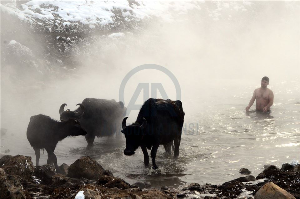 Li Bidlîsê gundî gamêşên xwe di germavê da dişon