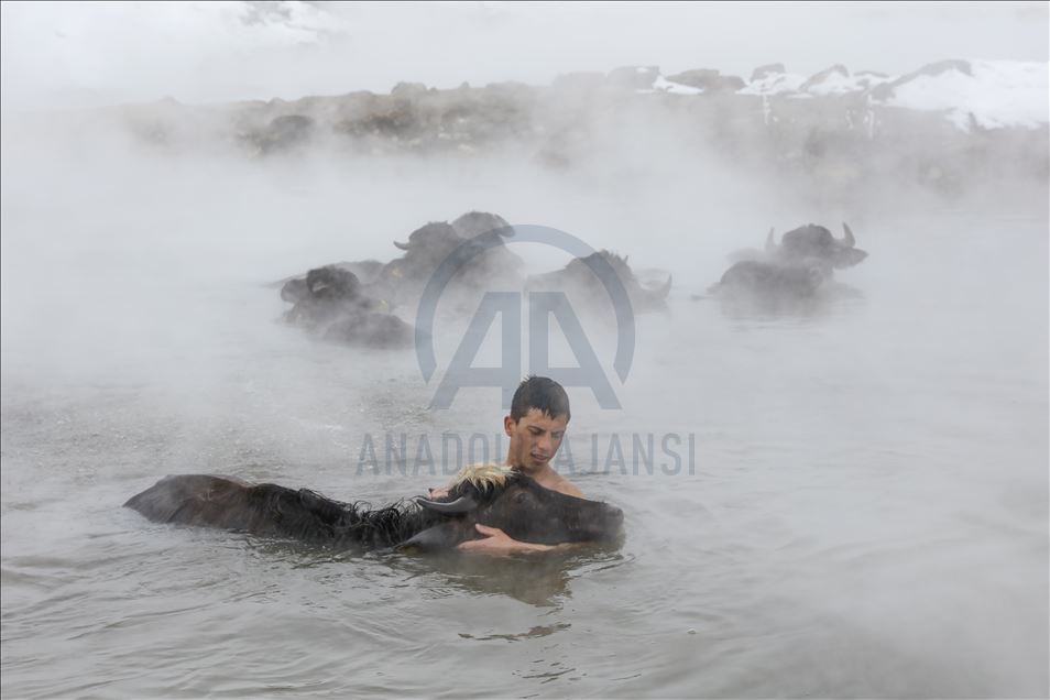 Turkish buffalos luxuriate in steamy, hot spring water during winter