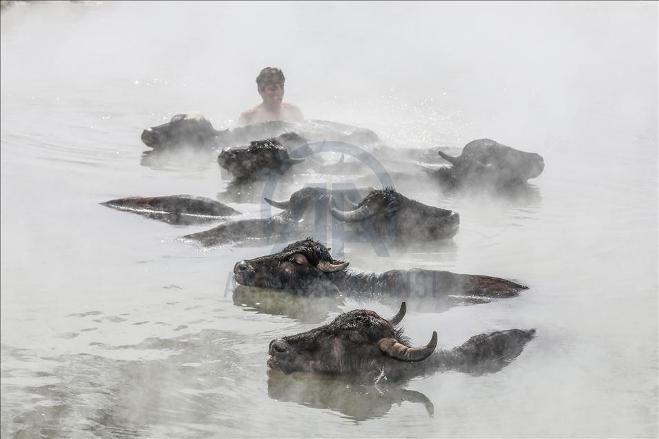 Turkish buffalos luxuriate in steamy, hot spring water during winter