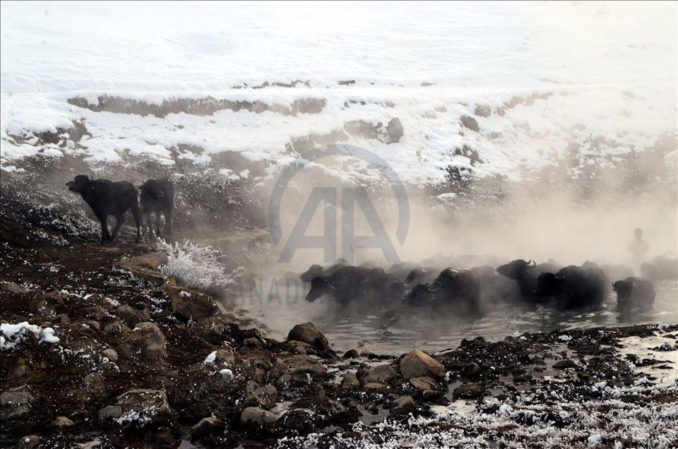 Bitlis'te dondurucu soğukta ahırdan çıkamayan mandalar kaplıcada yıkanıyor
