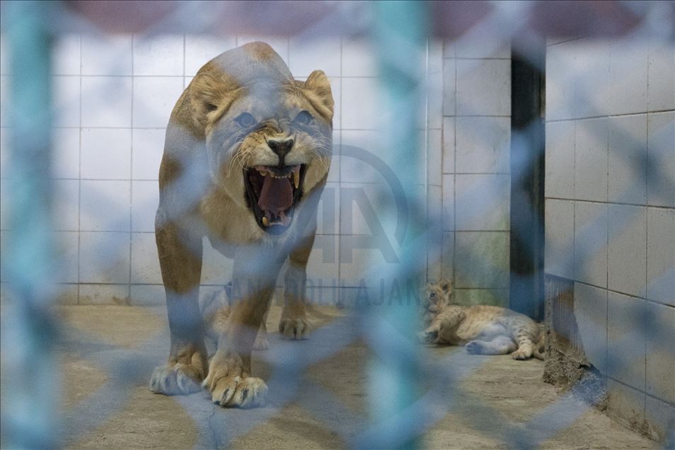 Lion cubs in Turkey's Kayseri zoo