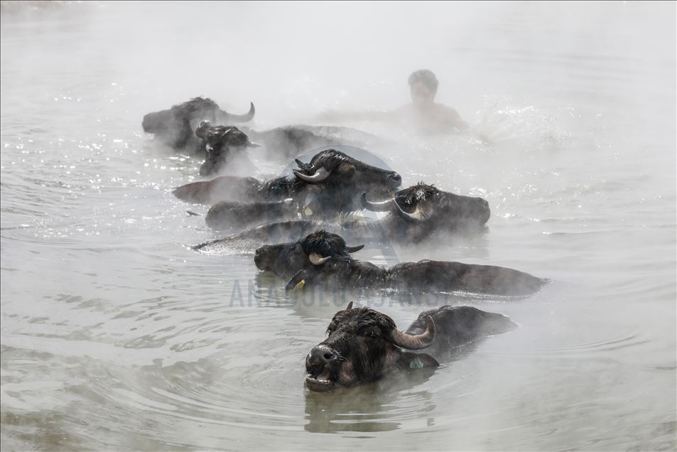 Turkish buffalos luxuriate in steamy, hot spring water during winter