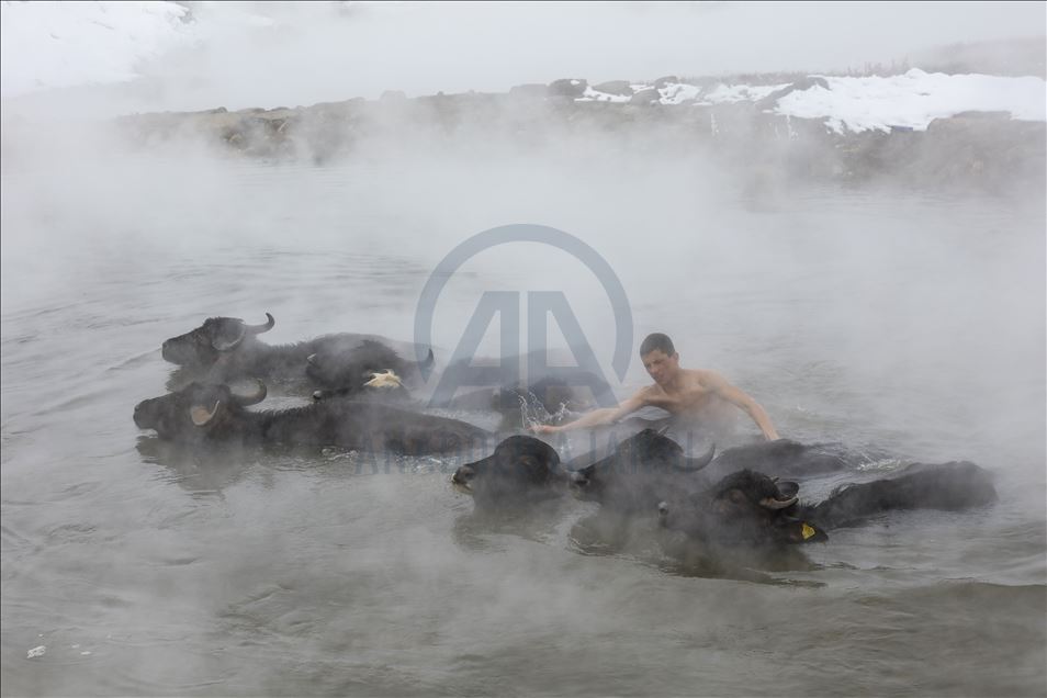 Turkish buffalos luxuriate in steamy, hot spring water during winter