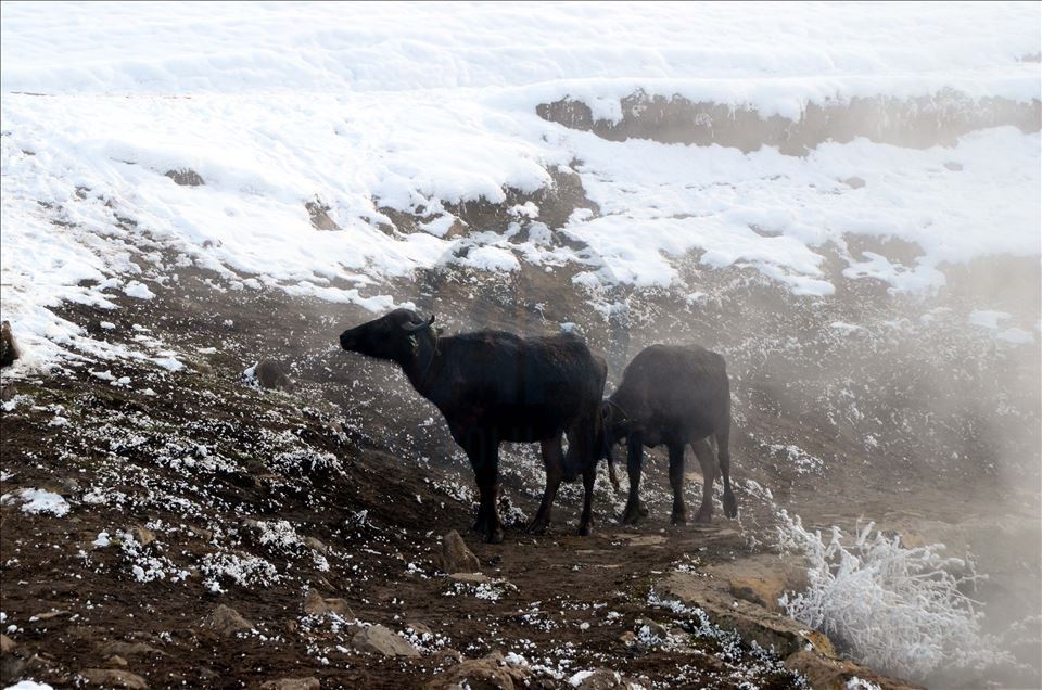 Li Bidlîsê gundî gamêşên xwe di germavê da dişon