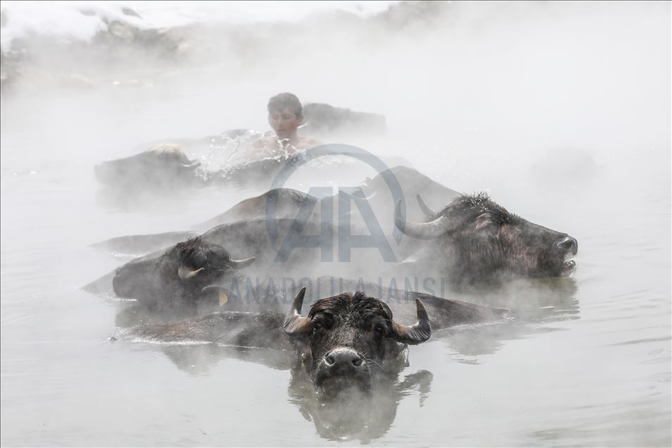 Turkish buffalos luxuriate in steamy, hot spring water during winter - Anadolu