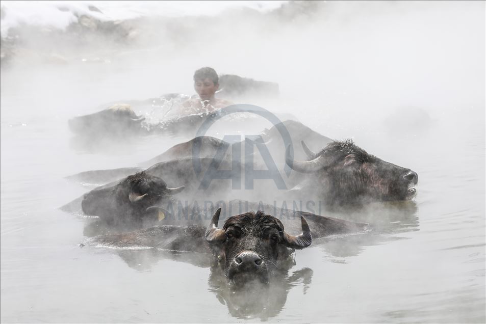 Turkish buffalos luxuriate in steamy, hot spring water during winter