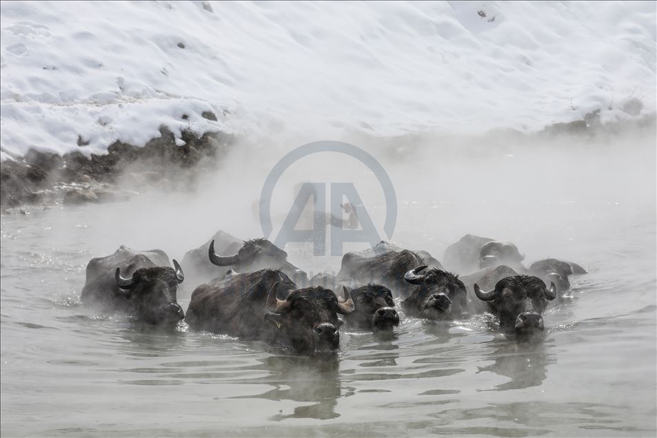 Turkish buffalos luxuriate in steamy, hot spring water during winter - Anadolu