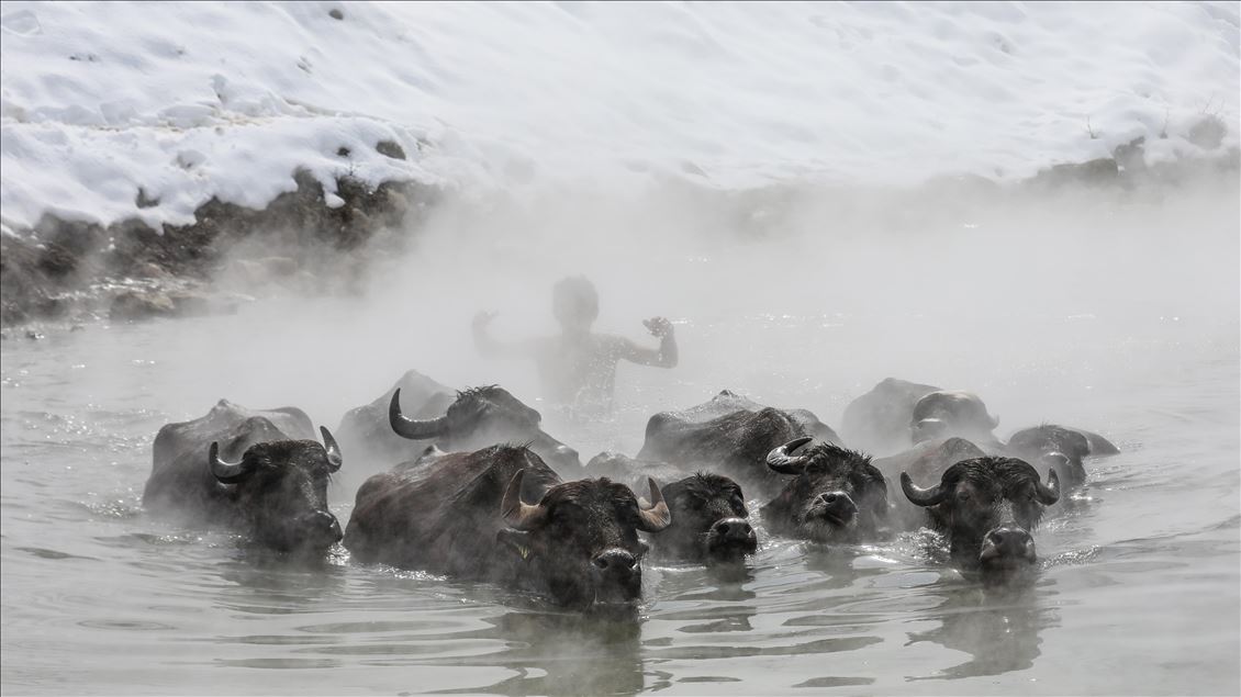 Turkish buffalos luxuriate in steamy, hot spring water during winter