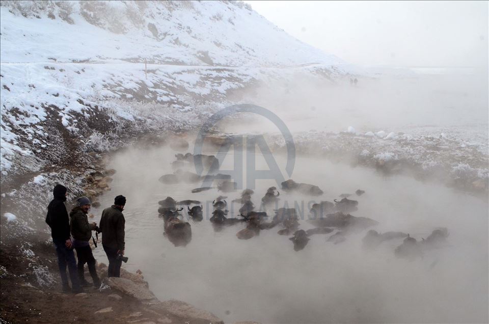 Li Bidlîsê gundî gamêşên xwe di germavê da dişon