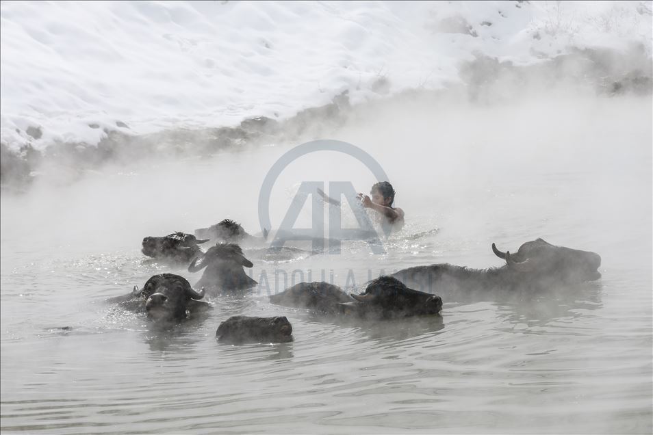 Turkish buffalos luxuriate in steamy, hot spring water during winter