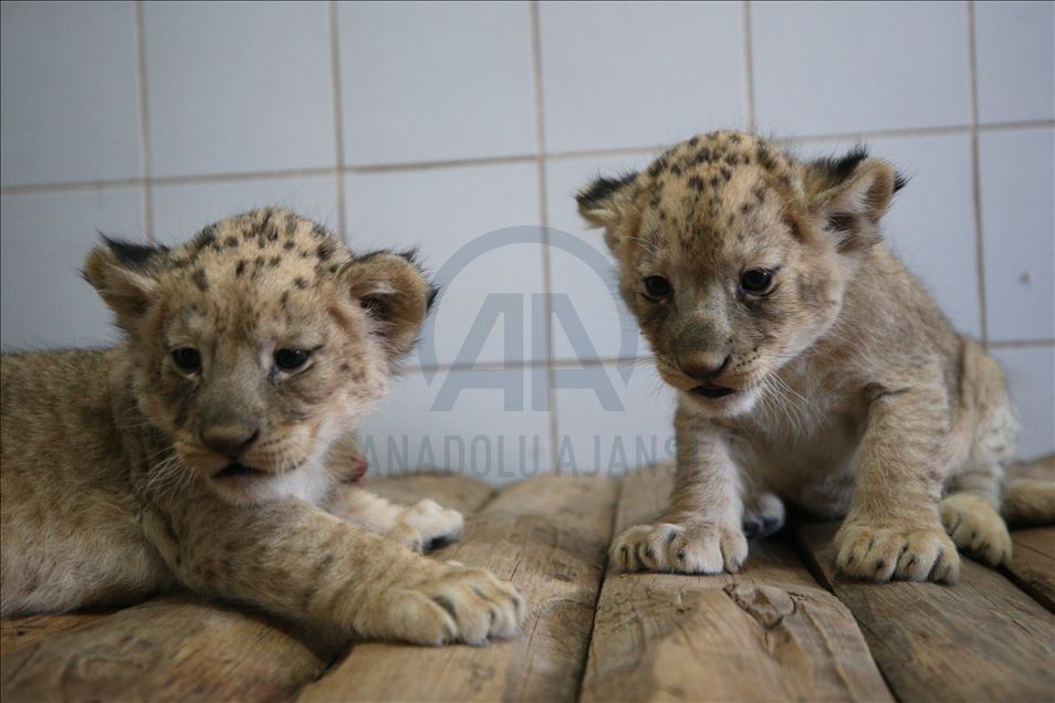 Lion cubs in Turkey's Kayseri zoo