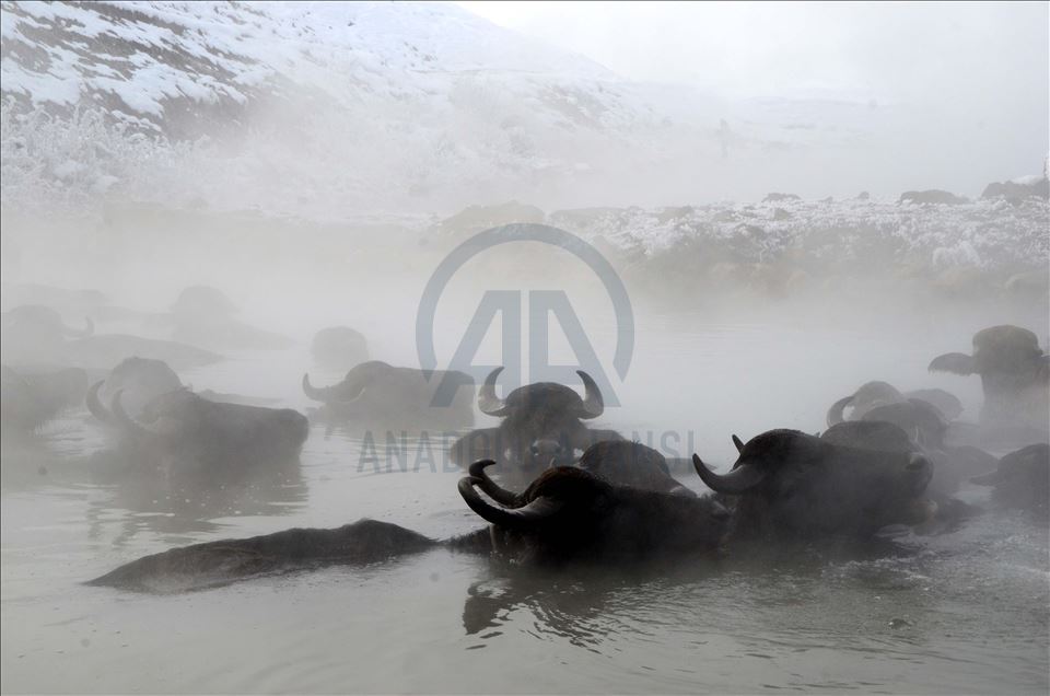 Bitlis'te dondurucu soğukta ahırdan çıkamayan mandalar kaplıcada yıkanıyor
