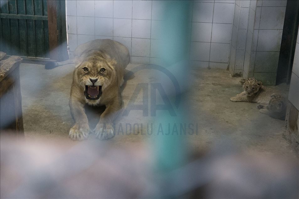 Lion cubs in Turkey's Kayseri zoo