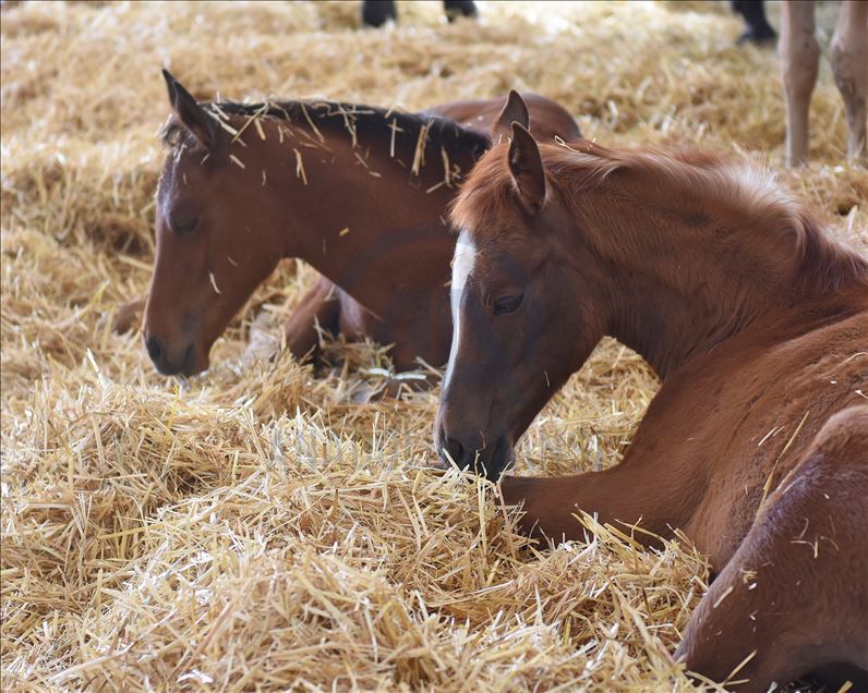 Şampiyon atların yetiştirildiği TİGEM haralarında "yeni doğum" heyecanı