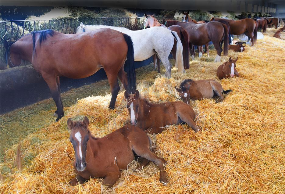 Şampiyon atların yetiştirildiği TİGEM haralarında "yeni doğum" heyecanı