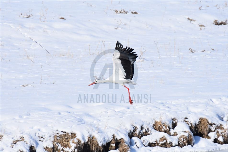 Kars'ta göç edemeyen leylekler termal suyu mesken tuttu