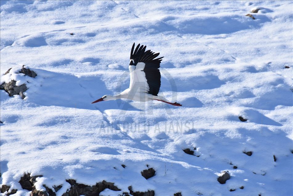Kars'ta göç edemeyen leylekler termal suyu mesken tuttu