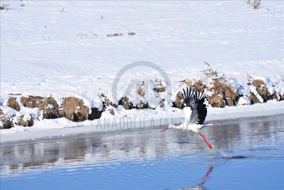 Kars'ta göç edemeyen leylekler termal suyu mesken tuttu
