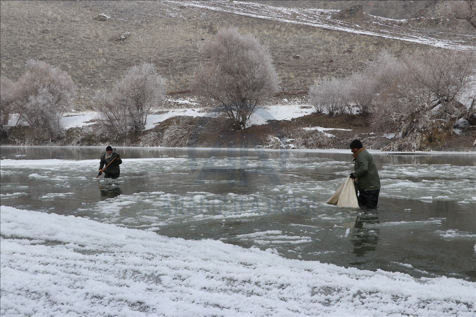 Murat Nehri'nin buz gibi suyunda ekmek mücadelesi