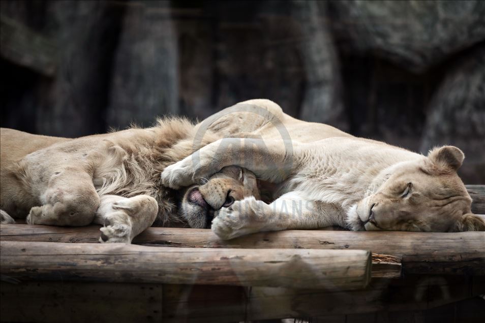 Lion Park in Istanbul