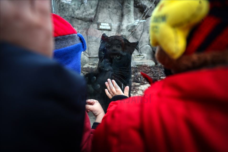 Lion Park in Istanbul