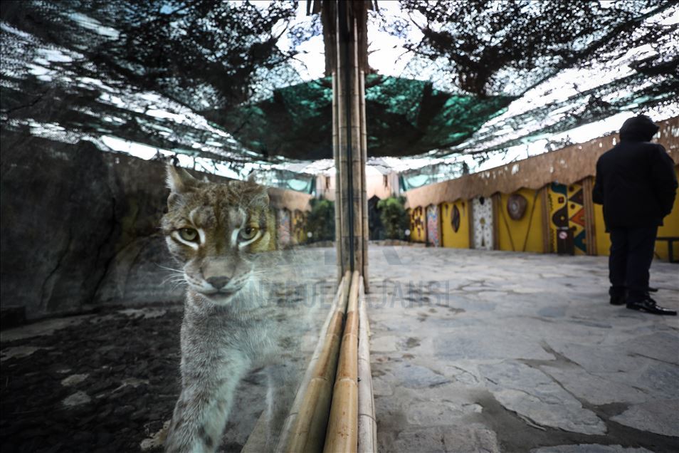 Aslan Park ziyaretçilerini bekliyor