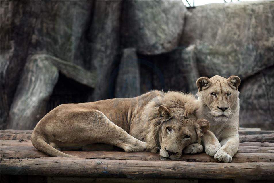 Lion Park in Istanbul