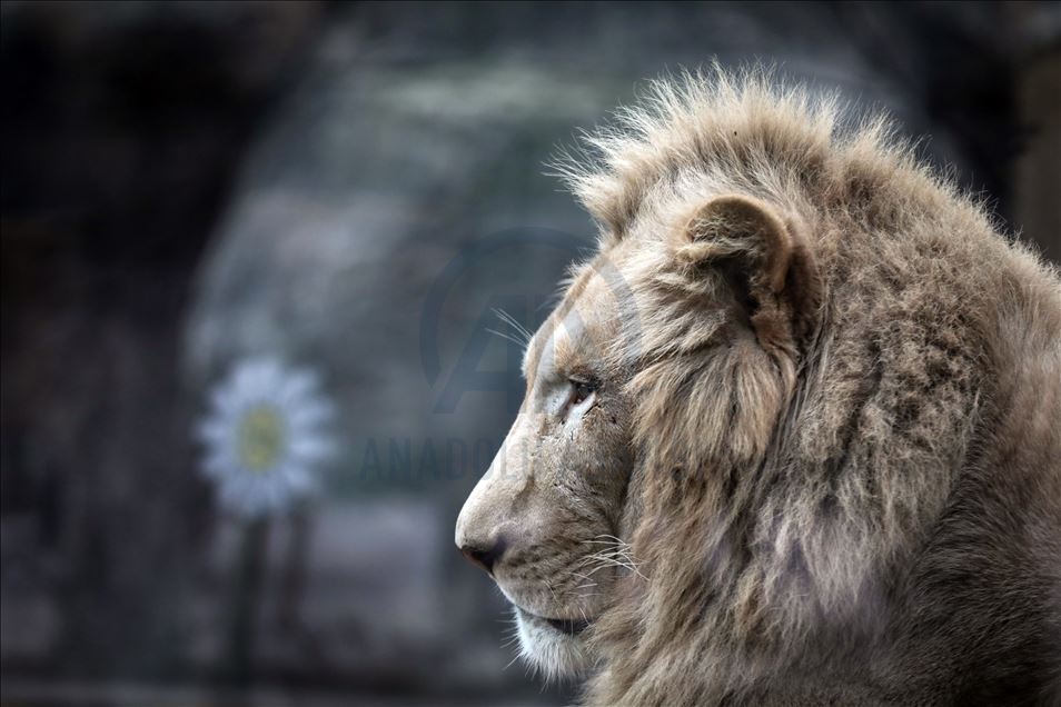 Aslan Park ziyaretçilerini bekliyor