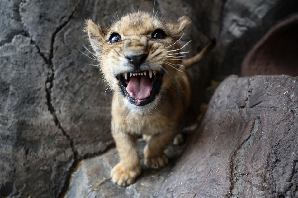 Cachorros de león y tigre de bengala atraen a visitantes en Estambul